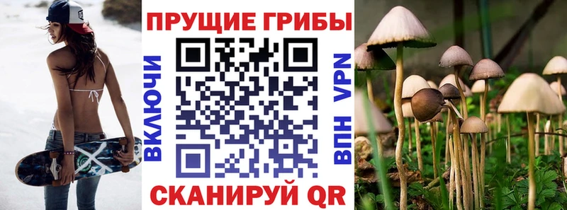 Купить  Сосенский  Псилоцибиновые грибы Psilocybine cubensis 
